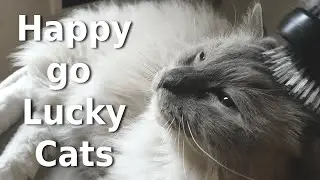 So Happy-Go-Lucky Ragdoll and Lambkin Cat | Bowie & Bella
