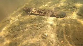 A Hellbender First for Tennessee