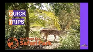 San Diego Zoo Safari Park | Day Trips in San Diego with small kids | Quick Trips | Best Zoos in CA