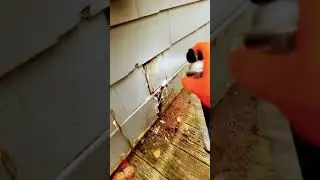 Kill the yellow jackets