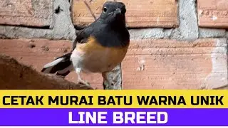 CETAK WARNA UNIK MURAI BATU DARI LINE-BREED
