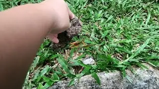 Finding animals and flipping rocks 