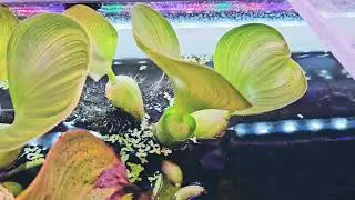 Pontederia Crassipes, Eichornia, Water Hyacinth. Эйхорния или Водный гиацинт.