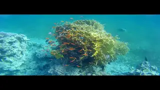 Jordan Aqaba Red Sea Corals