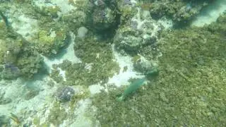 Smith's Reef