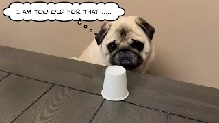 Teaching a Pug the Cup Game Trick - Bruno