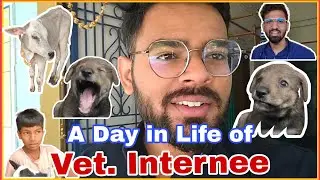 World Veterinary Day Special - 