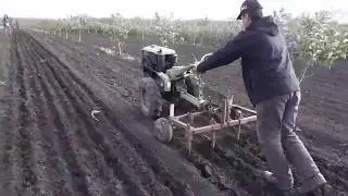plantarea usturoiului cu motocultivator