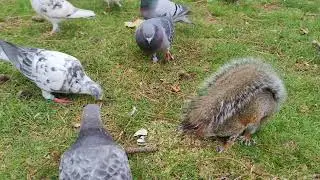 baby squirrel & invading hoards of illegal pigeons 