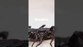 Scorpions Nature's Resilient Survivors || The Science of Scorpion Molting