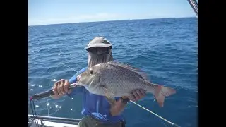 Cunning Carl gets jumbo grass emperor out of the reef using a trick