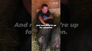 Inspiring Fairy Tale Pig Rescue #shortsfeed