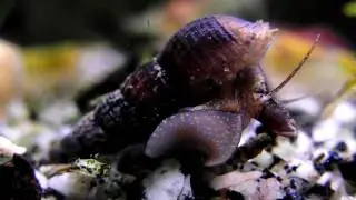 Turmdeckelschnecke Melanoides tuberculata 2.