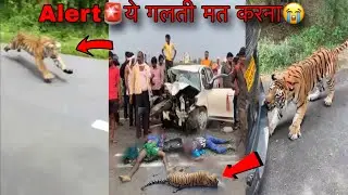 Alert🚨 Stop Right Now🙏Tiger Accident On Car Jim Corbett National Park | Tiger Attack Jungle Safari