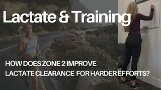 Lactate & Training: Why Zone 2 Improves Our Lactate Clearance Capacity In Higher Zones