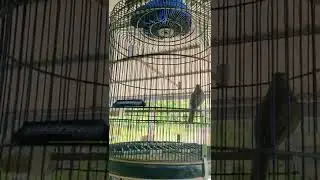 burung lokal papua anis bentet kelabu