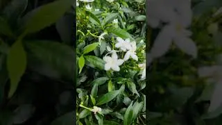 How to pluck a pinwheel flower / crape jasmine.