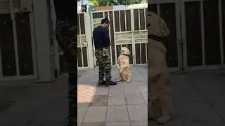 golden retriever puppy Training 😍 #session #1377 #goldenretriever #shorts