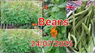 24 July 2025 Harvesting runner beans in my allotment.