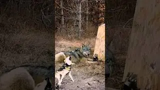 Захватывающая сцена... спасение волка, попавшего в ловушку охотника.