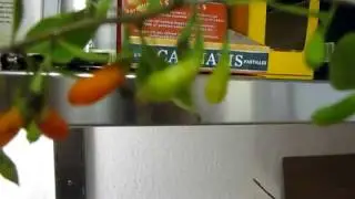 Goji Pflanzen hoher Ertrag Plantagen Pflanzen