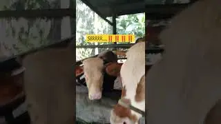 SAPI JOGED..✔️