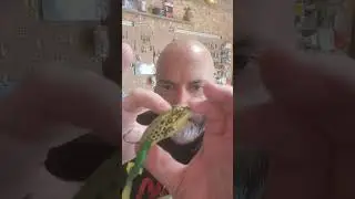 NEW LURES Live target Ultimate Frog #livetarget
