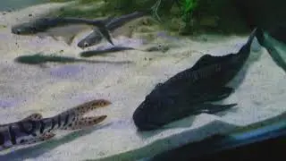 Predator community