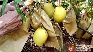 MANGO PROTECTION BAGS FOR ALL VARIETIES +919850882355