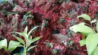 AQUA TERRARIUM🌊WATER FALL -Natural set up in aquarium