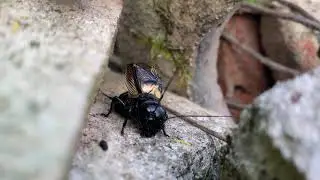 CVRČEK POLN&Iacute; | European Cricet - insect | Gryllus campestris | jak cvrk&aacute;?