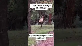 what's wrong with animal double tap? #animal #whatswrongwithanimal #animalshortvideo #uk #usa #short