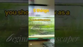 Tips for Beginner Aquascapers #aquarium #aquascapegallery #relaxing #aquascapelowtech #fishtank #art