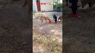 Cute Dog #dog #shortvideo #puppy #doglover