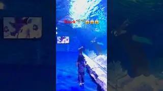WOW! A REAL SHARK!😱😱🦈🦈 | realend twist |dubai underwater zoo #shark #scary #fun #trending #ytshorts