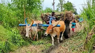 Bullock Cart Sugarcane Load Pulling Performance