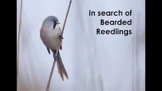 Looking for Bearded Reedling (Tit)