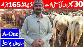 REALLY! Low Cost Bachra Farming in Pakistan | Desi Sahiwal Cholistani Bachre | Qurbani 2026 Plan 