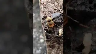 Eristalinus Genus Hoverfly | Flower Fly | Syrphid Fly