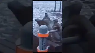 Волк не тот волк, который волк, а тот волк, который волк
