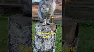 Вечер в деревне. Хьюстон на связи! #mainecoon #catslover #cat #kittens #котик #кот #funnycats