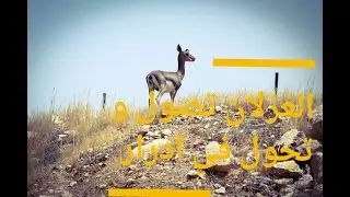 الغزلان تصول و تجول بين جبال تنالت أيت صواب