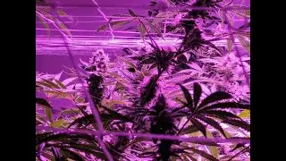 Basic Marijuana Grow Setup Part 3