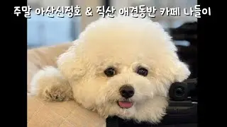 주말 라떼와 아산 신정호 & 천안 애견동반카페 나들이
