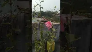 asun dekhama aji amar garden k ken ken nua nua ghachha asichhe j viral#trending #  beautiful flower