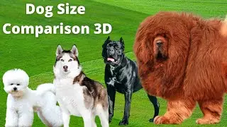 Dog Size Comparison: Small to large Breeds Height and Weight