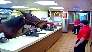 Top 5 Horse