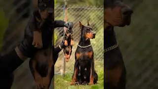 Top 4 Most Dengorous Dog 💀 #shorts #shortsfeed #doberman #germanshepherd #rottweiler #pitbull #dog