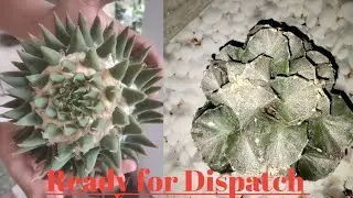 Buy Cactus Online |  Ready for Dispatch | Best Packaging for Cactus| Big Size Cactus Packaging ...