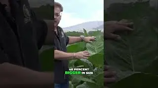 90 Day Tobacco  From Seed to Ligero Leaf!